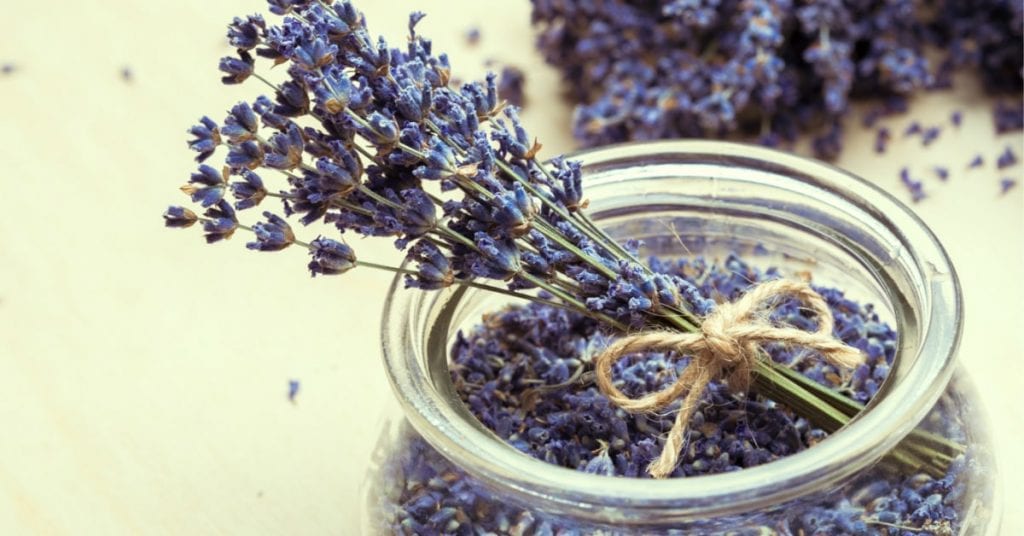 קורס צמחי מרפא - מכללת ברק