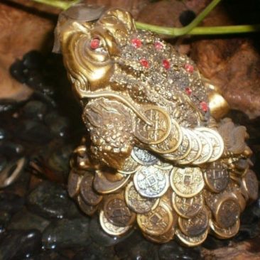 צפרדע - מכללת ברק